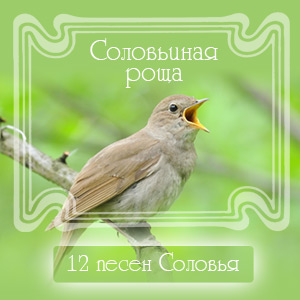 Звуки Матушки Природы - Пение Соловья в лесу Звуки Матушки Природы - Пение Соловья в лесу