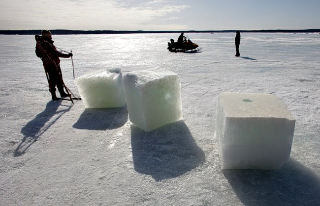 Заполярье, ледяное море (- 1,5°), две белухи и… девушка Заполярье, ледяное море (- 1,5°), две белухи и… девушка