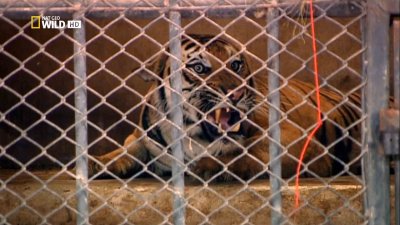   :    / Crimes against Nature: Tiger Traffic (2010) HDTV