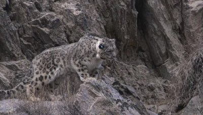  .   / Nature World. Snow Leopard (2007) BDRip
