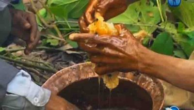     / Honey Hunters of Nepal (2003) SATRip