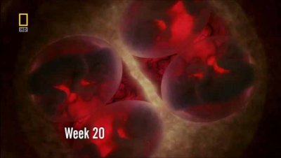   .  / In The Womb. Twins, Triplets And Quads (2009) HDTVRip