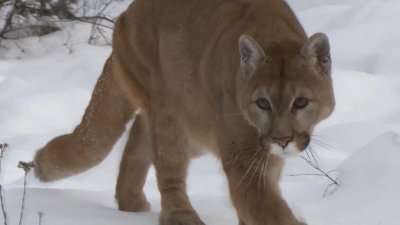   / American Cougar (2011) HDTVRip (720p)