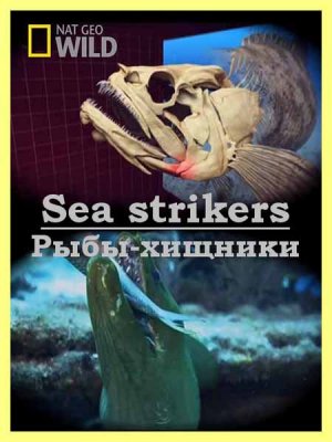 - / Sea strikers (2010) HDTVRip