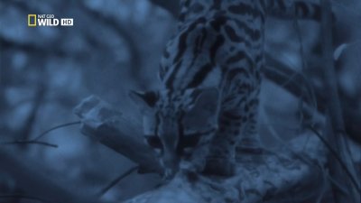  .    / Night Stalkers. Jaguar Ambush (2011) HDTV 1080i