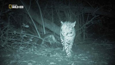  .    / Night Stalkers. Jaguar Ambush (2011) HDTV 1080i