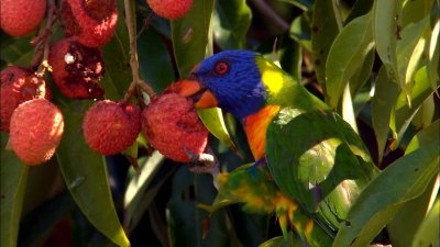 :   / Australia: Land of Parrots (2007) BDRip 1080p