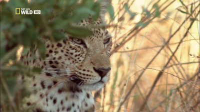    / Leopards of Dead Tree Island (2010) HDTV 1080i
