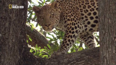   / Leopards of Dead Tree Island (2010) HDTV 1080i