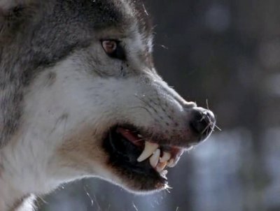    / Living with Wolves (2005) DVDRip