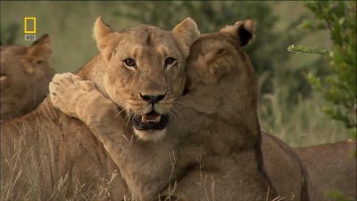 National Geographic: - / Lions Behaving Badly (2005) HDTVRip 720p