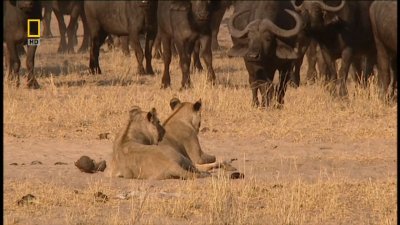 National Geographic: - / Lions Behaving Badly (2005) HDTVRip 720p