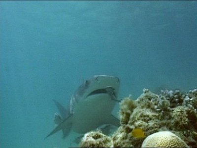 BBC:  .  / BBC: Shark Battlefield (2002) DVD5