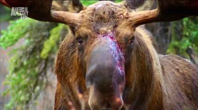   (4   4) / Wildest Arctic (2012) HDTVRip