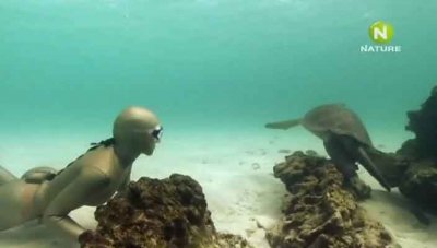 BBC:    / : Dive Galapagos (2008) SATRip