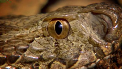 BBC:   -    / BBC: The Natural World - One Million Snake Bites (2011) BDRip 1080p