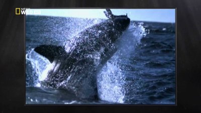  :    / Build For The Kill: Great White Sharks (2011) HDTVRip 1080i