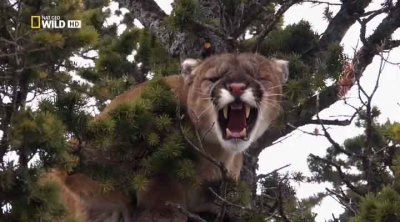  :    / America the Wild: Stalking the Mountain Lion (2012) HDTVRip