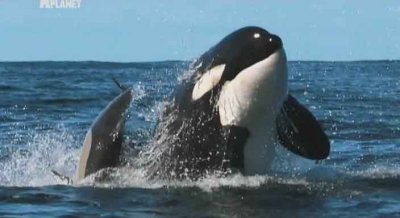  - . - / Killer Whales (2010) SATRip