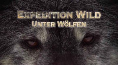 :      .    / America the Wild: Abenteur Wildnis. Inside The Wolf Pack (2011) BDRip