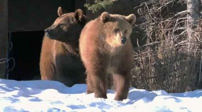  :      .    / America the Wild: Abenteur Wildnis. Yellowstone Spring (2011) BDRip