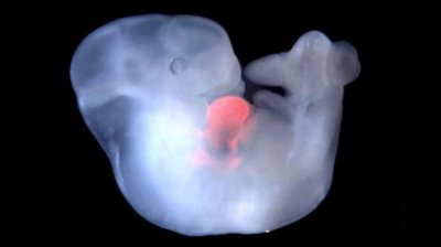 Химеры становятся реальнее... Создан гибридный эмбрион обезьяны и человека