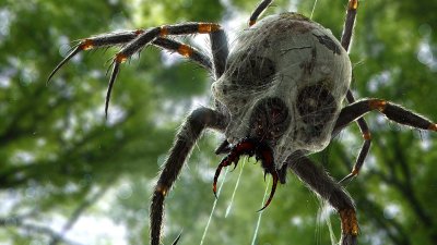 Гигантские пауки-людоеды существуют