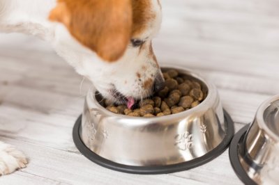 Как правильно подобрать собаке питание: 4 шага