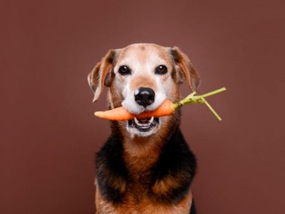 Сбалансированное питание собак: 5 продуктов для борьбы с болезнями