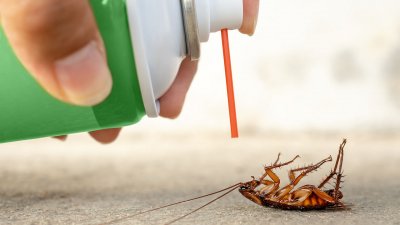 7 простых способов избавления от бытовых насекомых