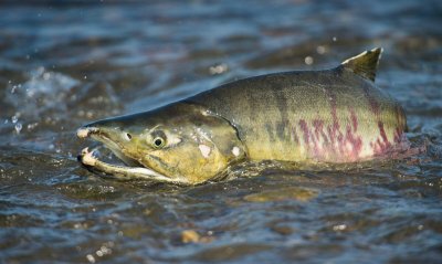 Спасти рядового Salmon(а)