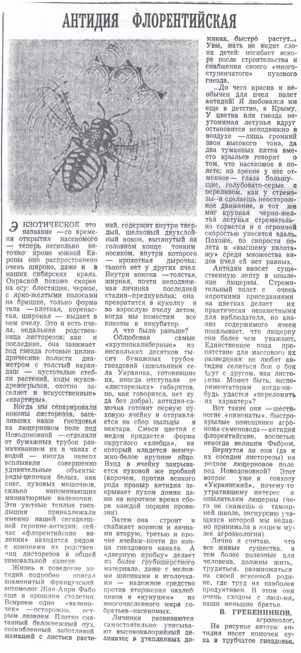 Антидия флорентийская. В.С. Гребенников. Знамя (Исилькульский р-н, Омской обл.), 03.01.1990.