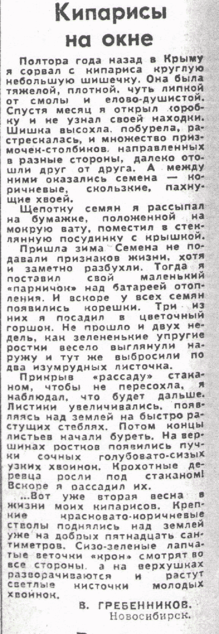 Кипарисы на окне. В.С. Гребенников. Сельская жизнь, 08.04.1980.