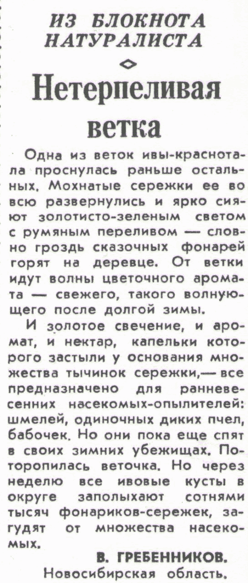 Нетерпеливая ветка. В.С. Гребенников. Сельская жизнь, 02.04.1981.