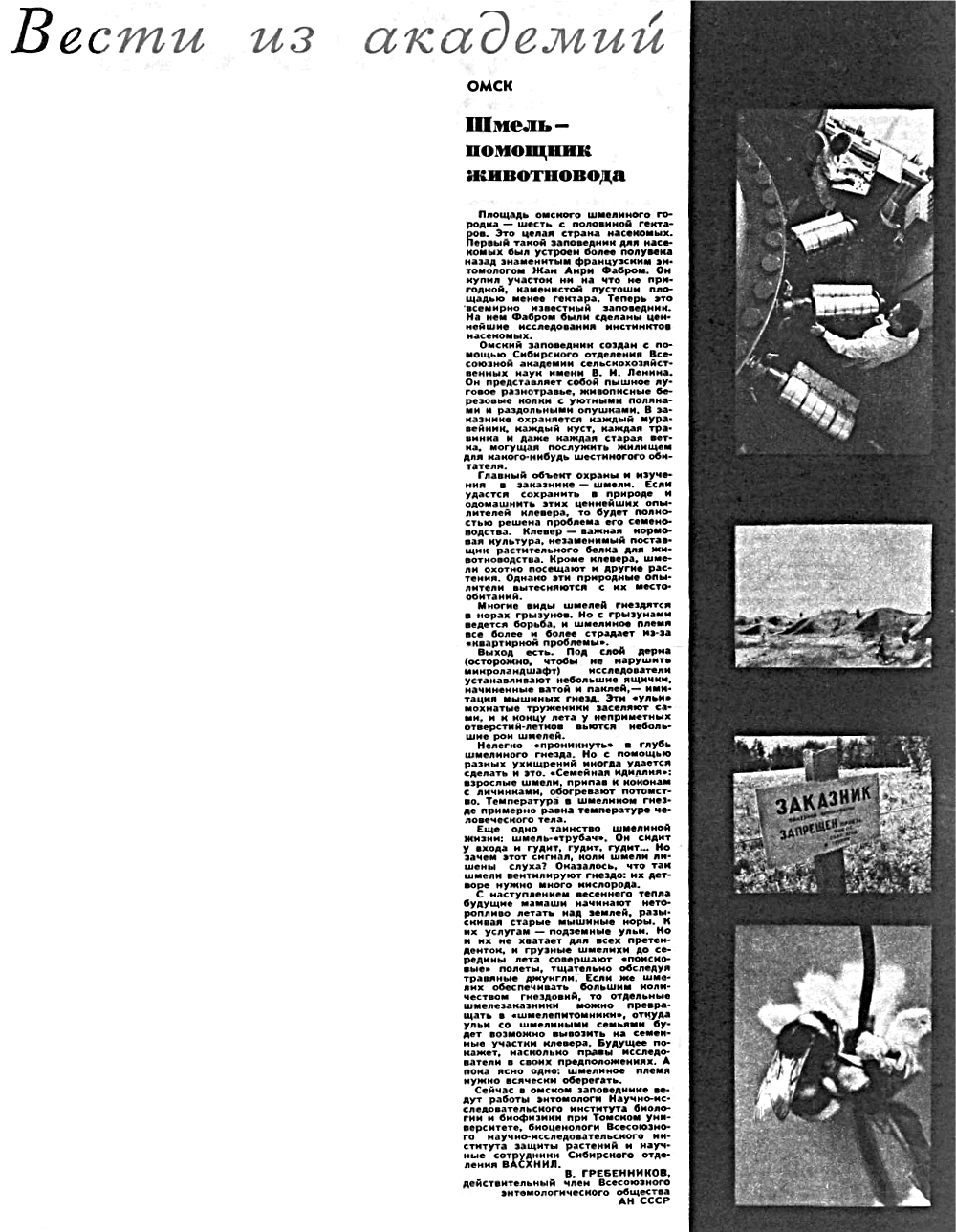 Шмель - помощник животновода. В.С. Гребенников. Огонёк, 1973, №33, с.21
