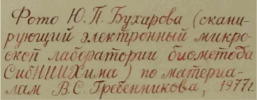 Подпись внизу справа: Фото Ю.П. Бухарова (сканирующий электронный микроскоп лаборатории биометода СибНИИХима) по материалам В.С. Гребенникова, 1977 г.