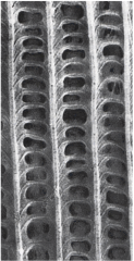 Чешуйки, устилающие крылья бабочек, под электронным микроскопом при увеличении в 5000 раз.