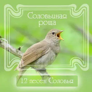 Звуки Матушки Природы - Пение Соловья в лесу