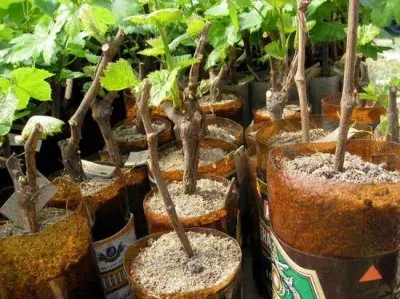 Качественное и некачественное население