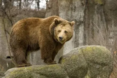 Медведи имели разум 40 млн лет назад. Георгий Сидоров (видео)
