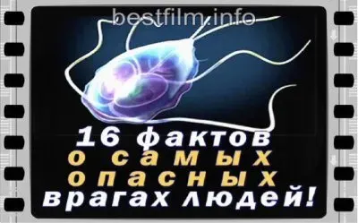 16 фактов о самых опасных врагах людей