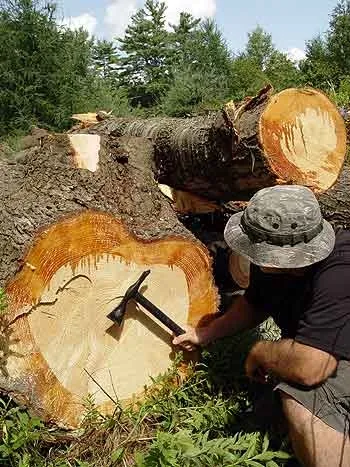 Съедобная сосновая кора Съедобная сосновая кора