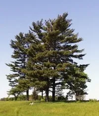 Съедобная сосновая кора Съедобная сосновая кора