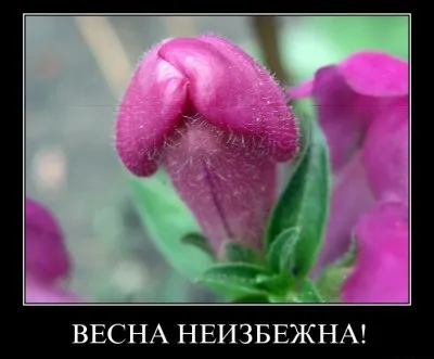 Славянские Демотиваторы Часть 13