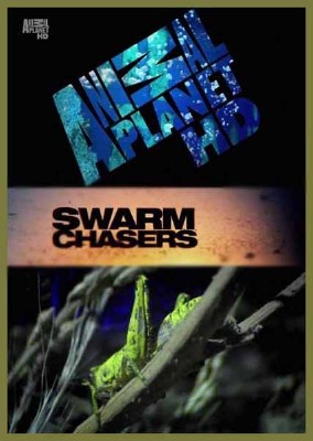 Animal Planet:    .  / Swarm Chasers Locusts (2011) HDTVRip