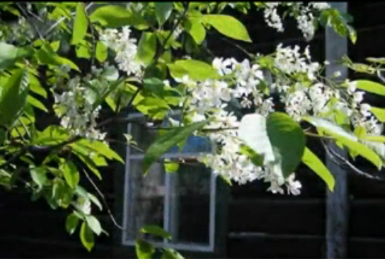 УрАльский Хор - Черёмуха. УрАльский Хор - Черёмуха.