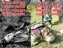 НАТО СТЯГИВАЕТ ВОЙСКА К ГРАНИЦЕ С РОССИЕЙ В ПРИБАЛТИКЕ ! НАТО СТЯГИВАЕТ ВОЙСКА К ГРАНИЦЕ С РОССИЕЙ В ПРИБАЛТИКЕ !