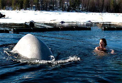 Заполярье, ледяное море (- 1,5°), две белухи и… девушка