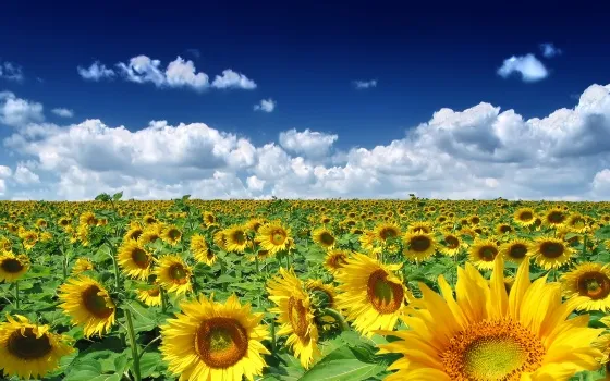 Лето