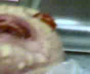 Рождение человеком рептилии Рождение человеком рептилии